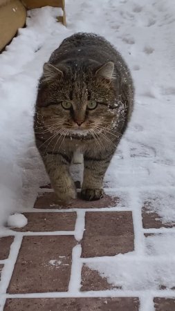 ✨ Столько пушистого СЧАСТЬЯ пришло