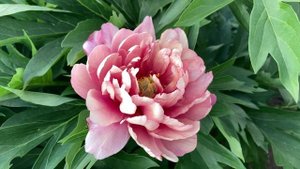 2021 Bloom Season - Pink Double Dandy (Smith, D.R., 2004)