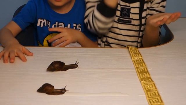 Детский ВЛОГ Улитка Ахатина Гонки Гигантских Улиток Видео для Детей Домашние Питомцы Lion Boy