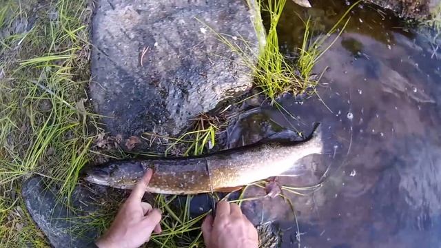 #18 Шальная Щука | Лоухи - Энгозеро 2017 | Приключения на байдарке смотреть онлайн