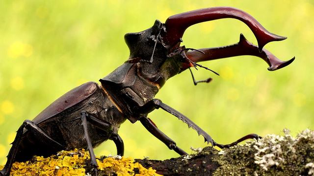 Жук-Олень - интересные факты смотреть онлайн