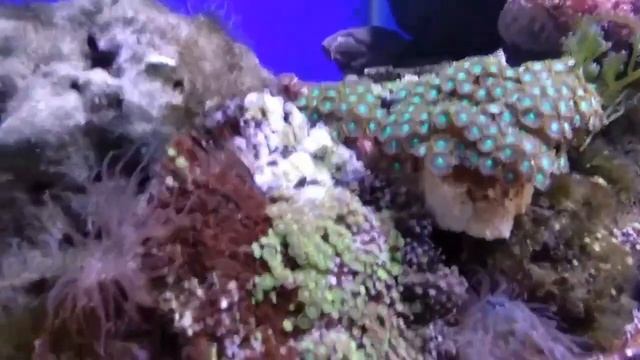 Подводные обитатели Вьетнамского моря смотреть онлайн