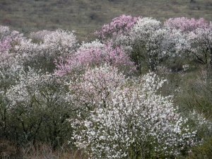 Цветущий миндальный сад. Март.