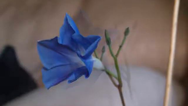 Ipomea смотреть онлайн