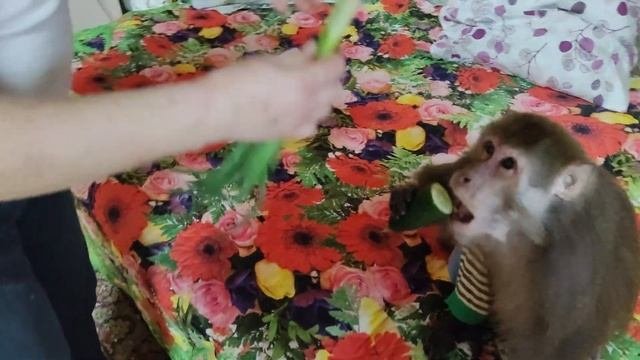 Обезьяна Гоша прячет и не дает еду. Обезьянка Маруся ложится к Наташе