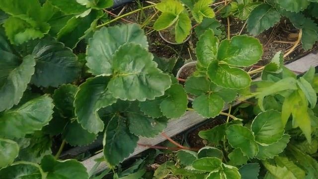 Размножение клубники усами.Чем подкормить рассаду клубники