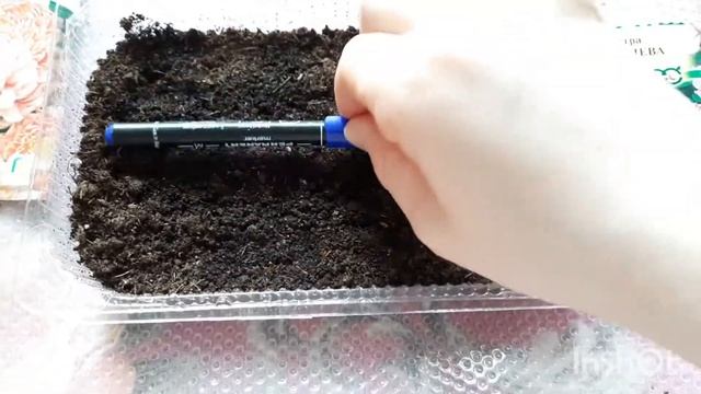 Самый лучший способ посева астры. Всегда отличная всхожесть смотреть онлайн