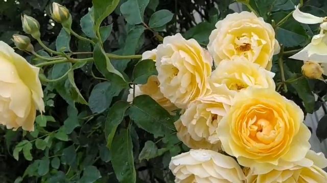 Роза Golden Celebration смотреть онлайн