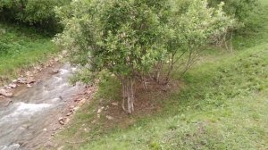 Хасаутское ущелье...