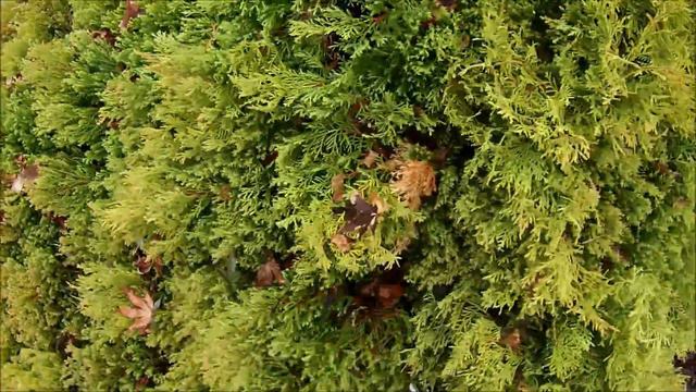 HOW TO: Prune Rheingold Arborvitae with a natural look смотреть онлайн