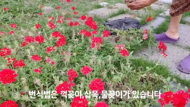파라솔버베나,오랫동안피는꽃,지피식물