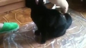 Кот и расческа