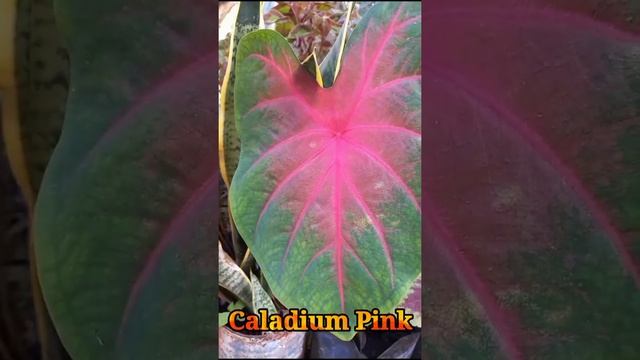 Beautiful Caladium Pink Elephant Ear #shorts #caladium