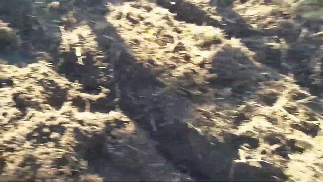 Фрезеруем целину мотоблоком. Мотоблок в работе. смотреть онлайн