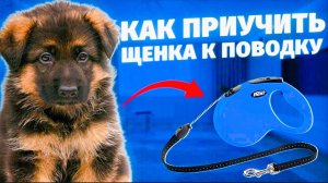 Как приучить щенка гулять на поводке???| #Немецкаяовчарка