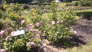 Summer Romance Floribunda: Maplewood Rose Garden