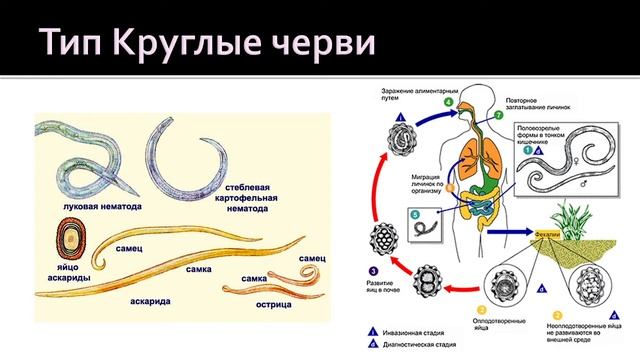 Биология 9 класс. Разнообразие животных