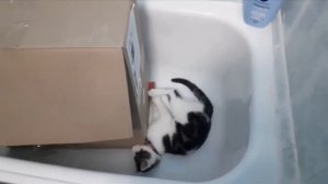 кратко о породе анатолийская кошка. характер на примере котёнка.