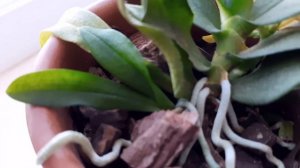 Орхидея Гастрохилус японский (Gastrochilus japonicus) цветение! орхидея уход orchids орхидеи