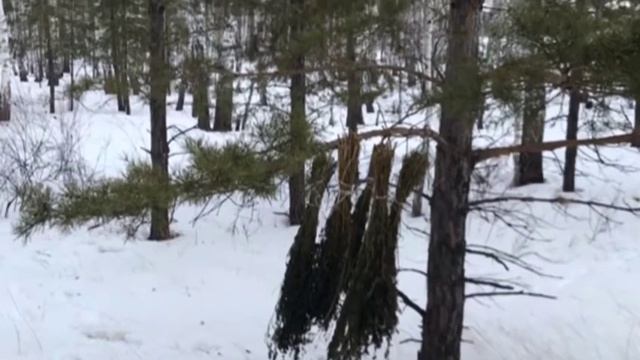 Закрытие сезона охоты на кабана с вышки, подкормили лесных зверей вениками и зерном. смотреть онлайн