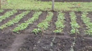 Подкормка клубники куряком / Top dressing of strawberry kuryaky