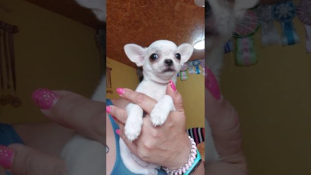 цена ‼️ мини чихуахуа ПРОДАЖА Граф Орлов ❤️ питомник Кастропуло Крым 89787458062 viber WhatsApp смотреть онлайн