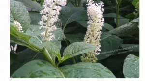 Что посадить перед домом кустарники и деревья, которые растут почти без присмотра