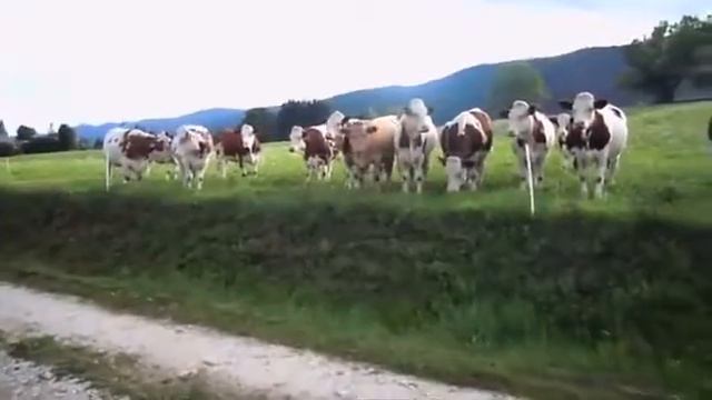 Коровы любят Jazz. Иван чай любит молоко смотреть онлайн