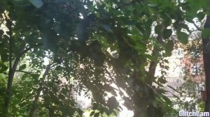 #ШЕЛКОВИЦА, сбор ягод и листьев, целебные свойства шелковицы