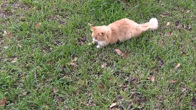 Настоящая охота кота на мышку! смотреть онлайн