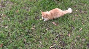 Настоящая охота кота на мышку!