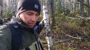 Дом в тайге. Сибирское золото тайги - кедровая шишка, кедровый орех. Прогулка по лесу. Поход в тайг