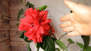 Китайская роза (гибискус). Уход. Как заставить цвести!