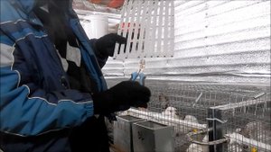 Доработка пластиковых трапиков для кроликов