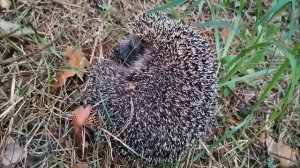 Ёжик спрятался в клубок