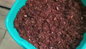 Высаживаю растения во флорариум