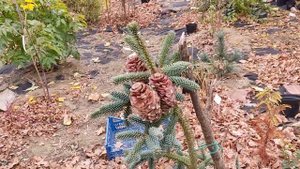 Ялиця іспанська Келеріс. Abies pinsapo Kelleriis