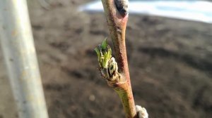 Персик в саду! Южный Урал. 28.04.19