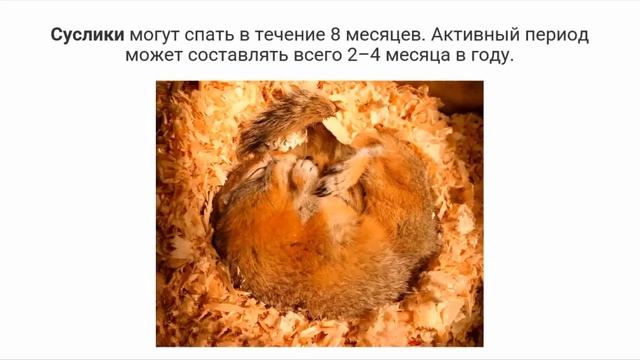 Мастер-класс «Почему животные впадают в спячку».Педагог Глебова Ксения Сергеевна смотреть онлайн