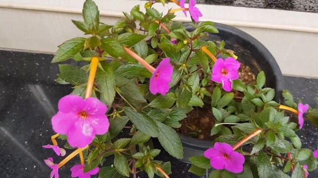 Rare and Beautiful/Achimenes/ plant care and propagation/Hanging plant/Malayalam/
