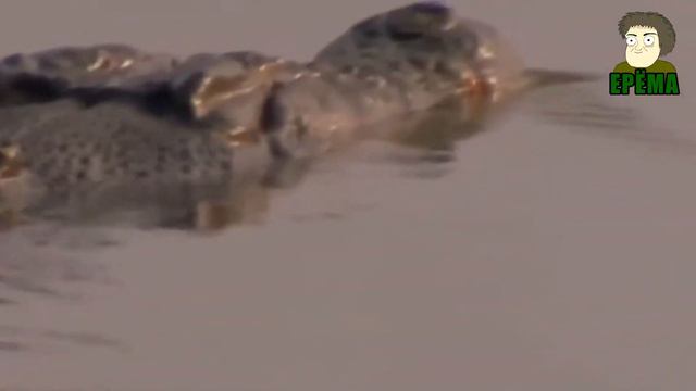 ТОП 5 самых опасных животных смотреть онлайн