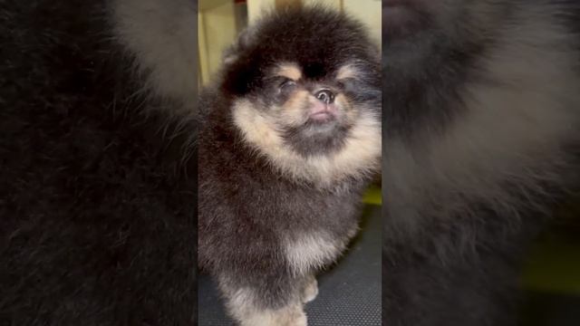 Померанский шпиц Босс 2 месяца с копейками