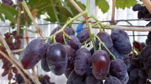 Виноград Ромэо. Сезон 2020г. Видео каталог. Сравнение  Ромэо, Карнавал, Гузаль кара