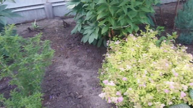 Создаем новый сад. Клумба для начинающих с названиями растений. смотреть онлайн