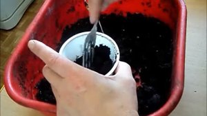Эбеновое дерево выращиваем из косточки