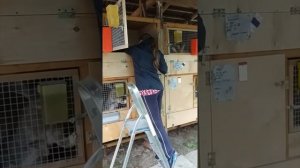 Бургундские кролики: +200 грамм за неделю