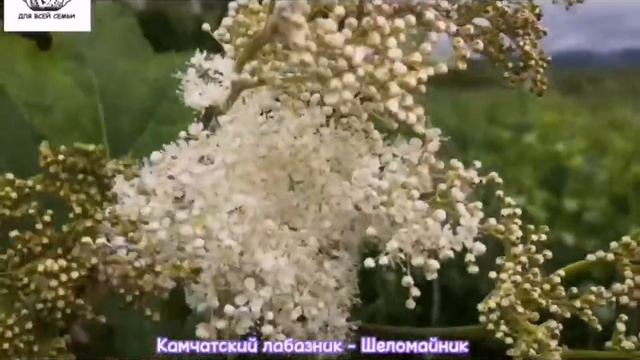 Собираем цветы для чайных сборов смотреть онлайн