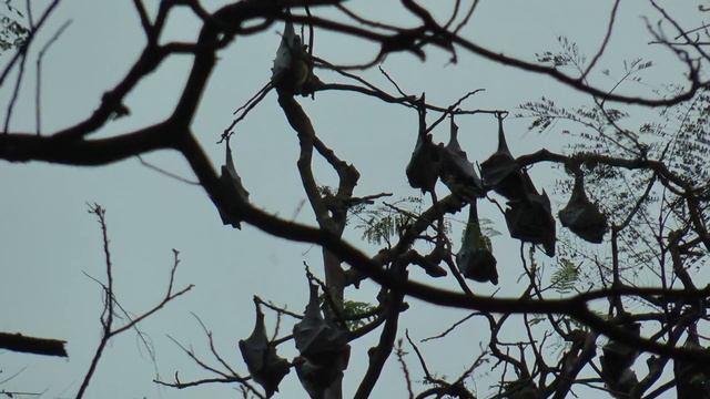 Летучие собаки спят на дереве летучие лисицы Flying dogs sleeping on the tree flying foxes