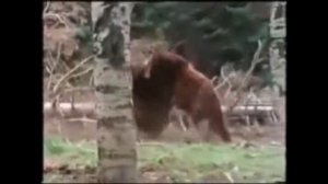 Бой Медведей Гризли