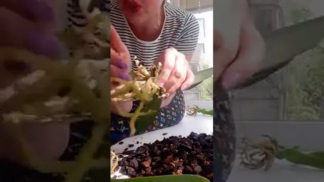 Посадка по несколько орхидей ( две или три) в один горшок.